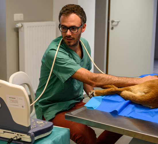 Matériel scanner vétérinaire chien