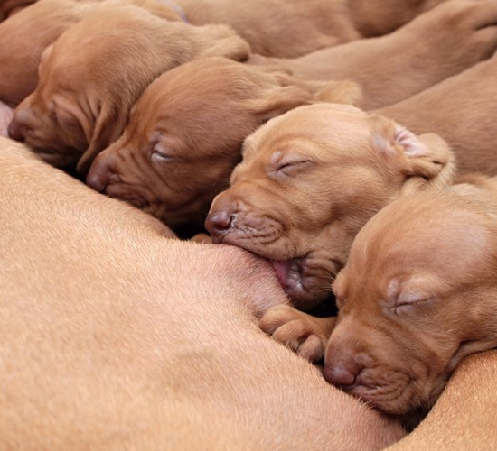 Chiots bruns poils courts yeux fermés venant de naître mange auprès de leur mère